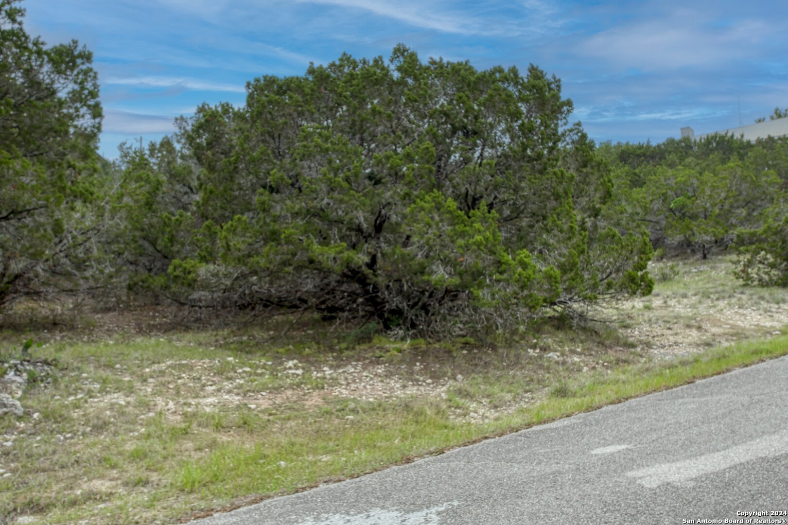 a view of a yard with a tree