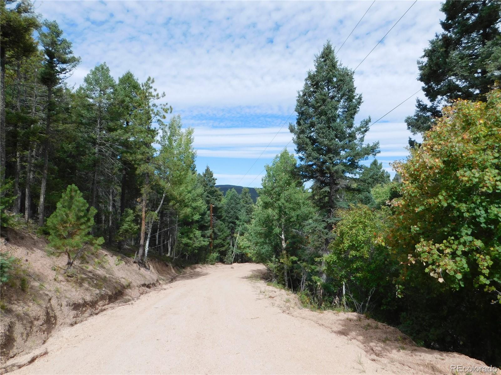 a view of a road with plants and trees in the background