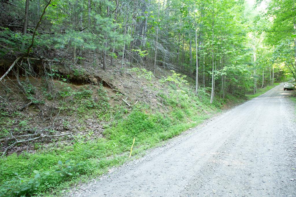 a view of a forest with trees