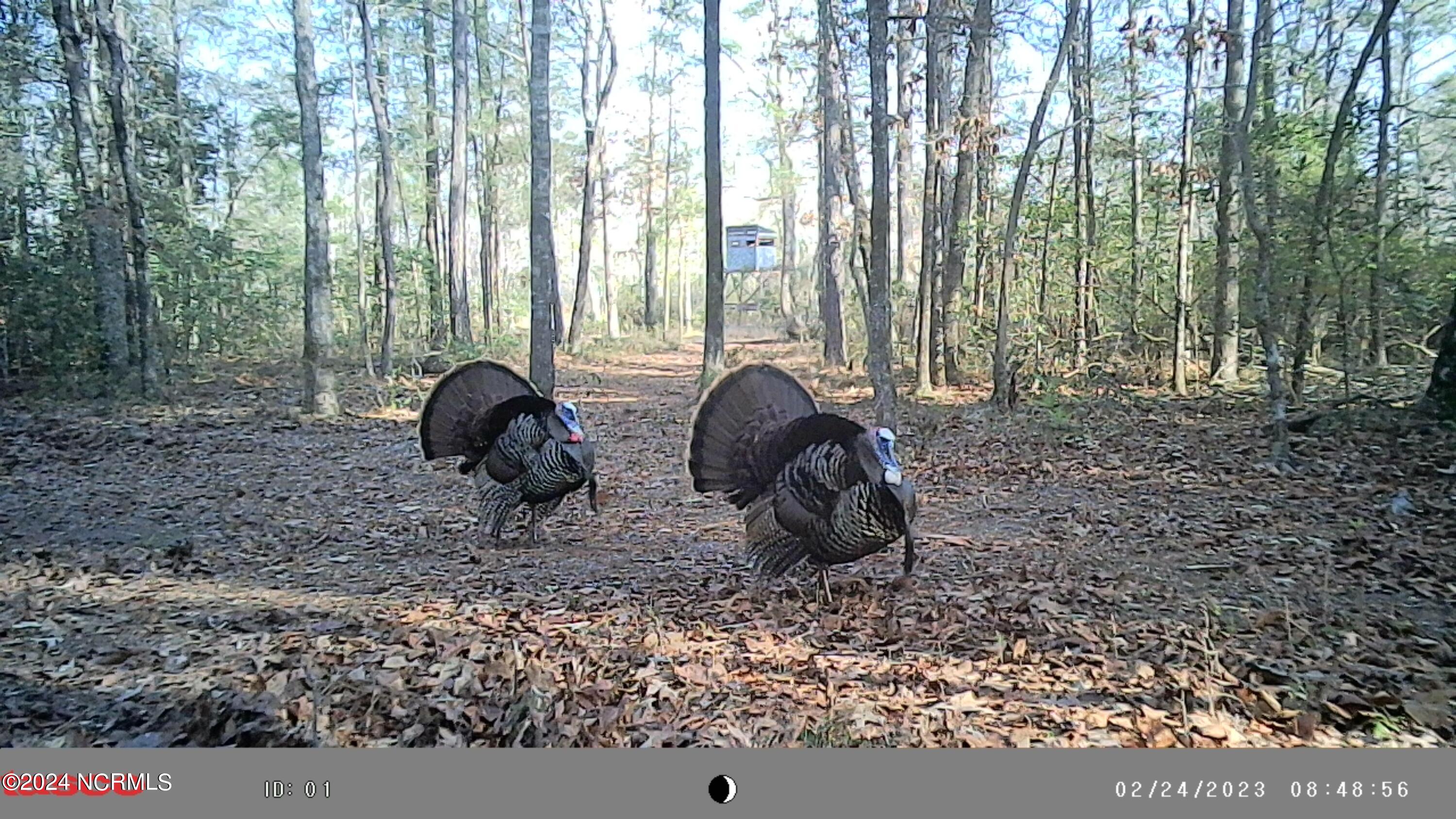 Wild Turkeys