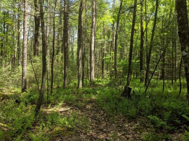 a view of lots of trees