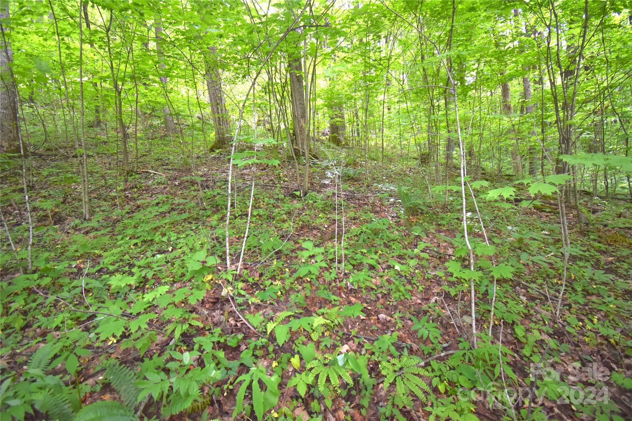 a view of a green yard