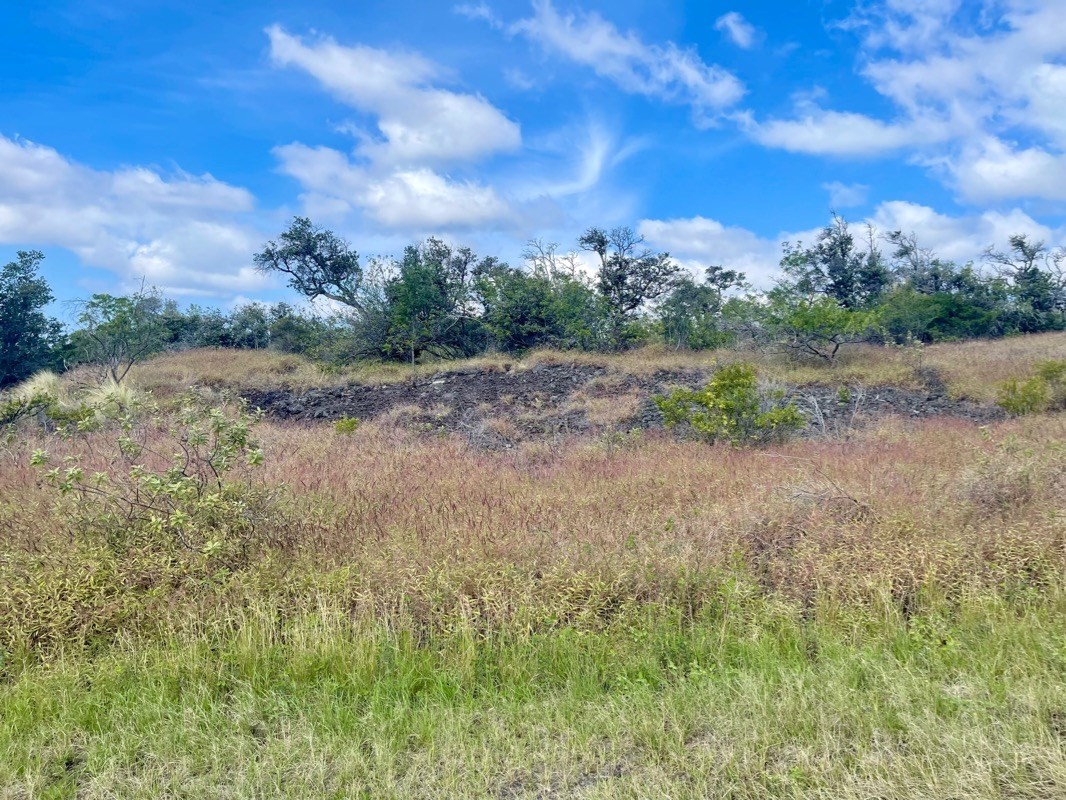 a view of a field and trees