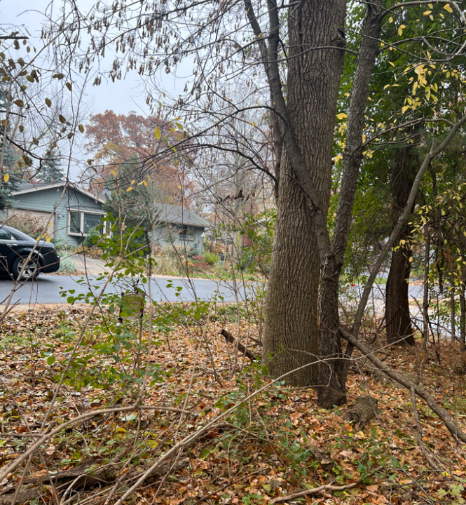 a view of a yard with large trees