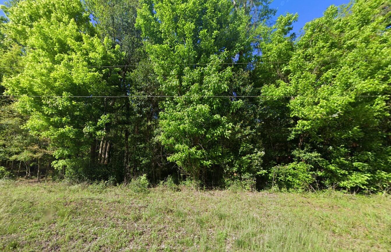 a view of a yard with plants