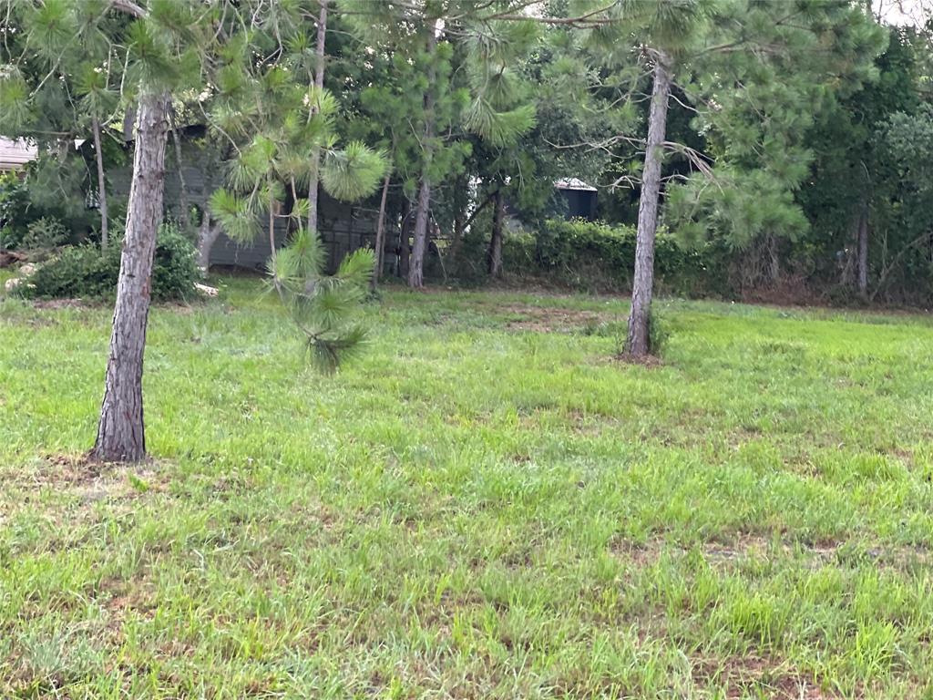 a view of a trees in a yard