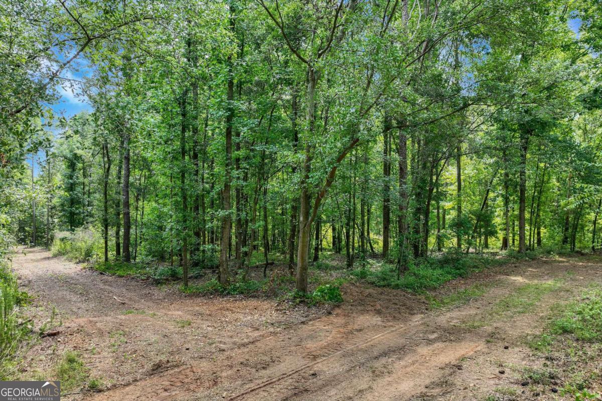 a view of a forest with trees in the background