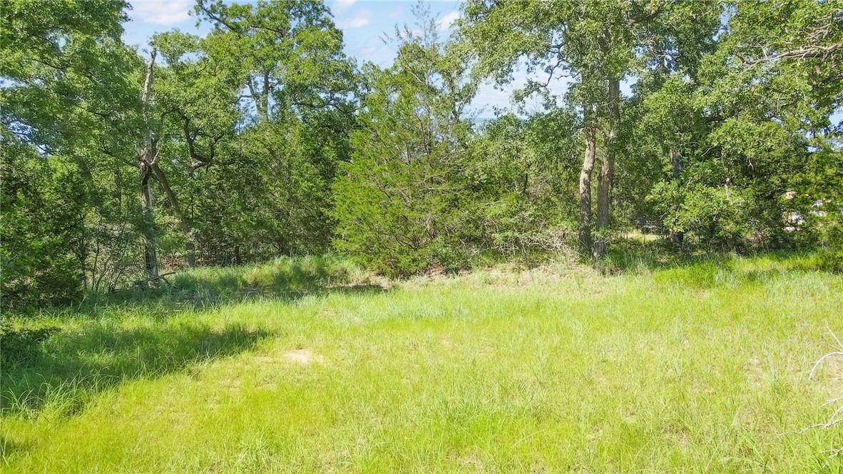 View of local wilderness