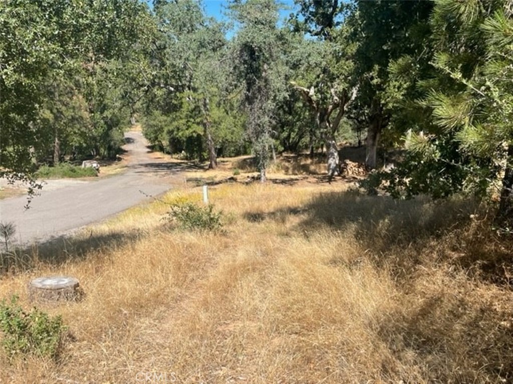 a view of yard with trees