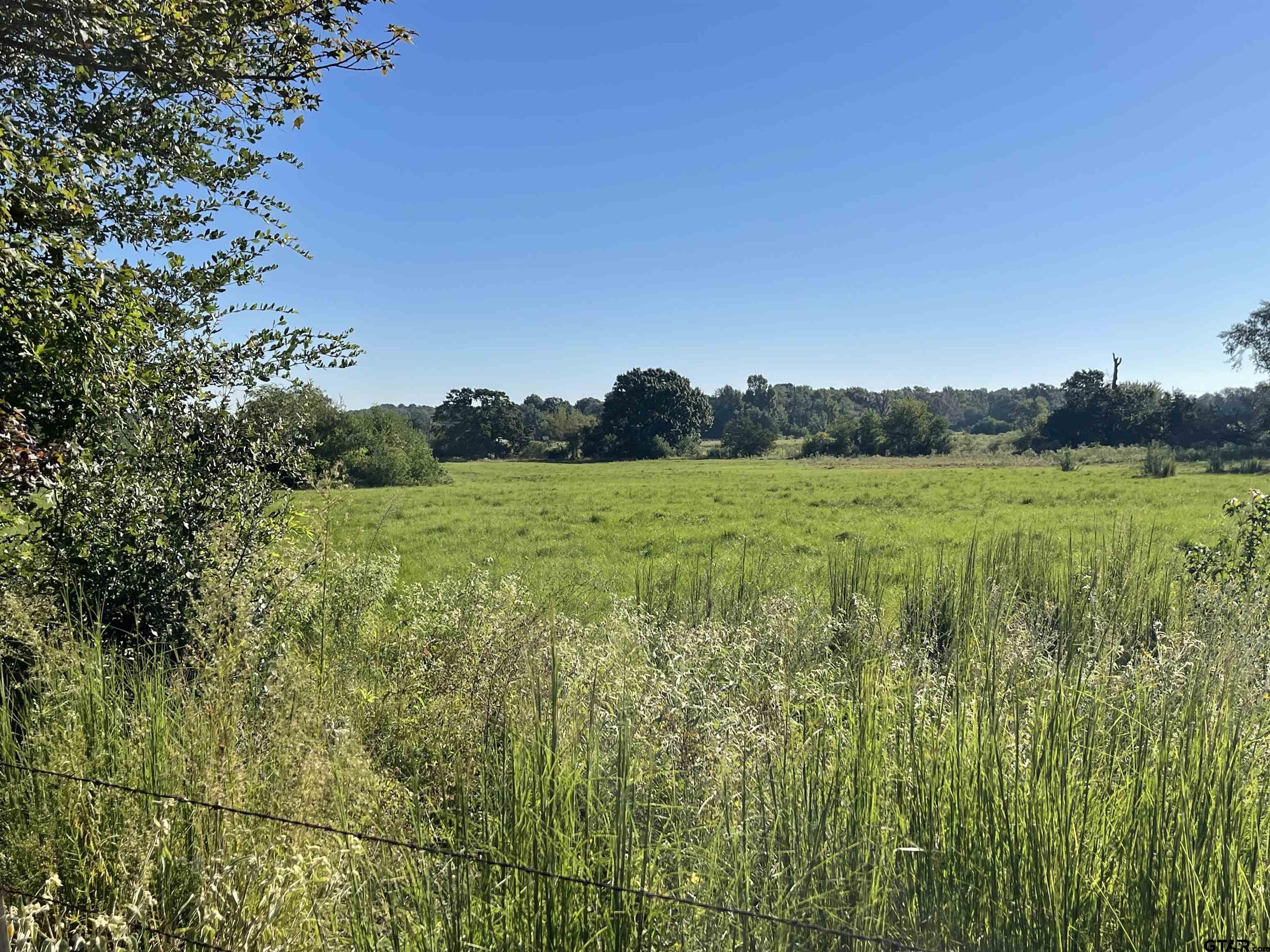 a view of a lush green space