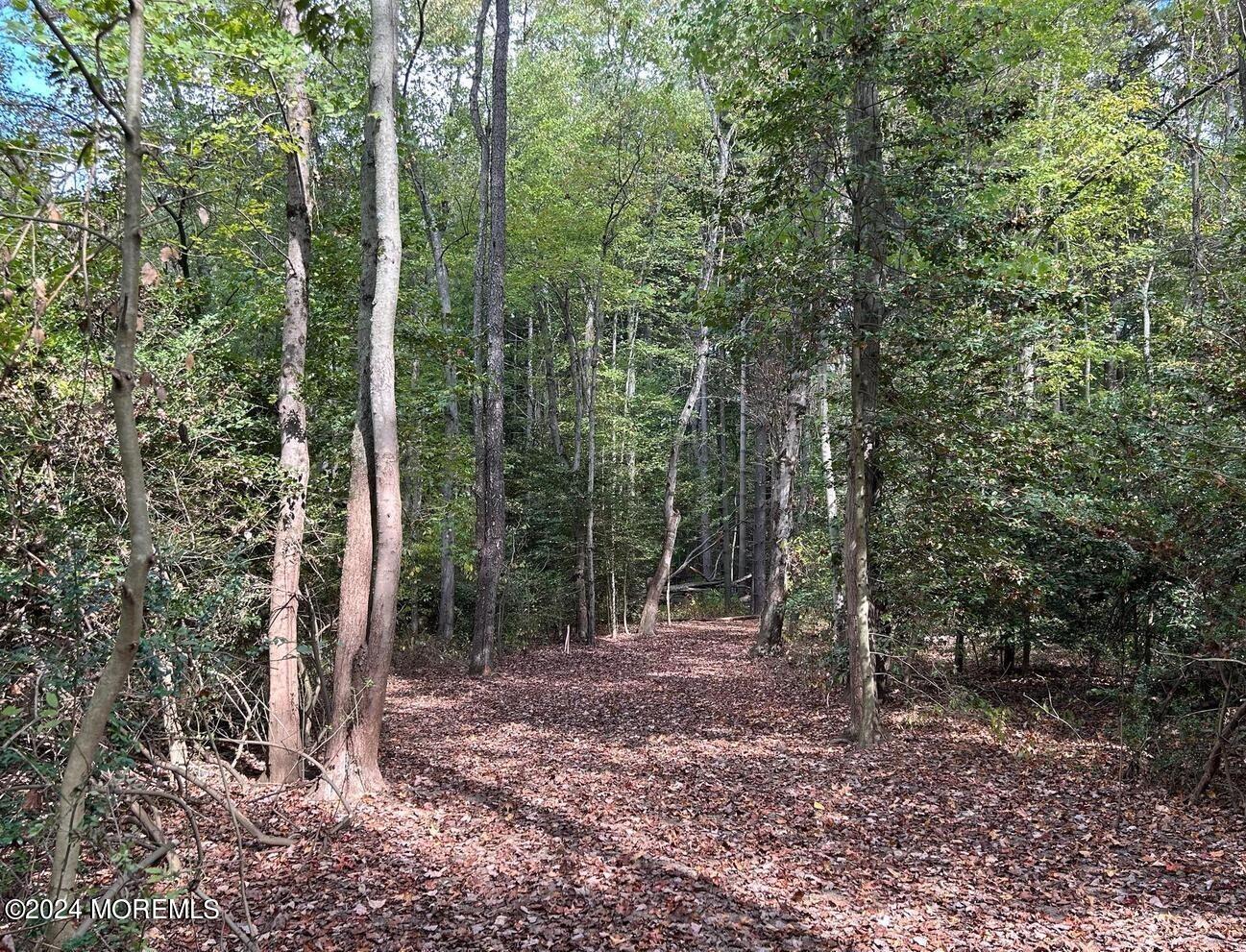 a view of a forest with trees in the background