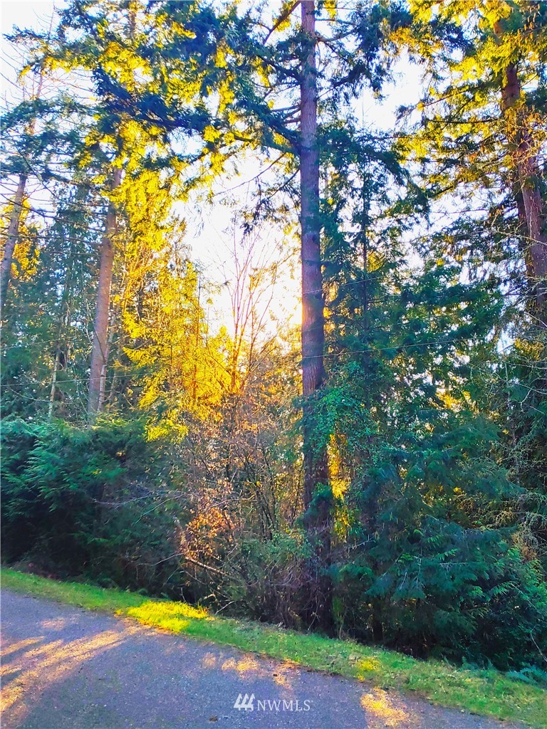 a view of a yard with plants and large trees