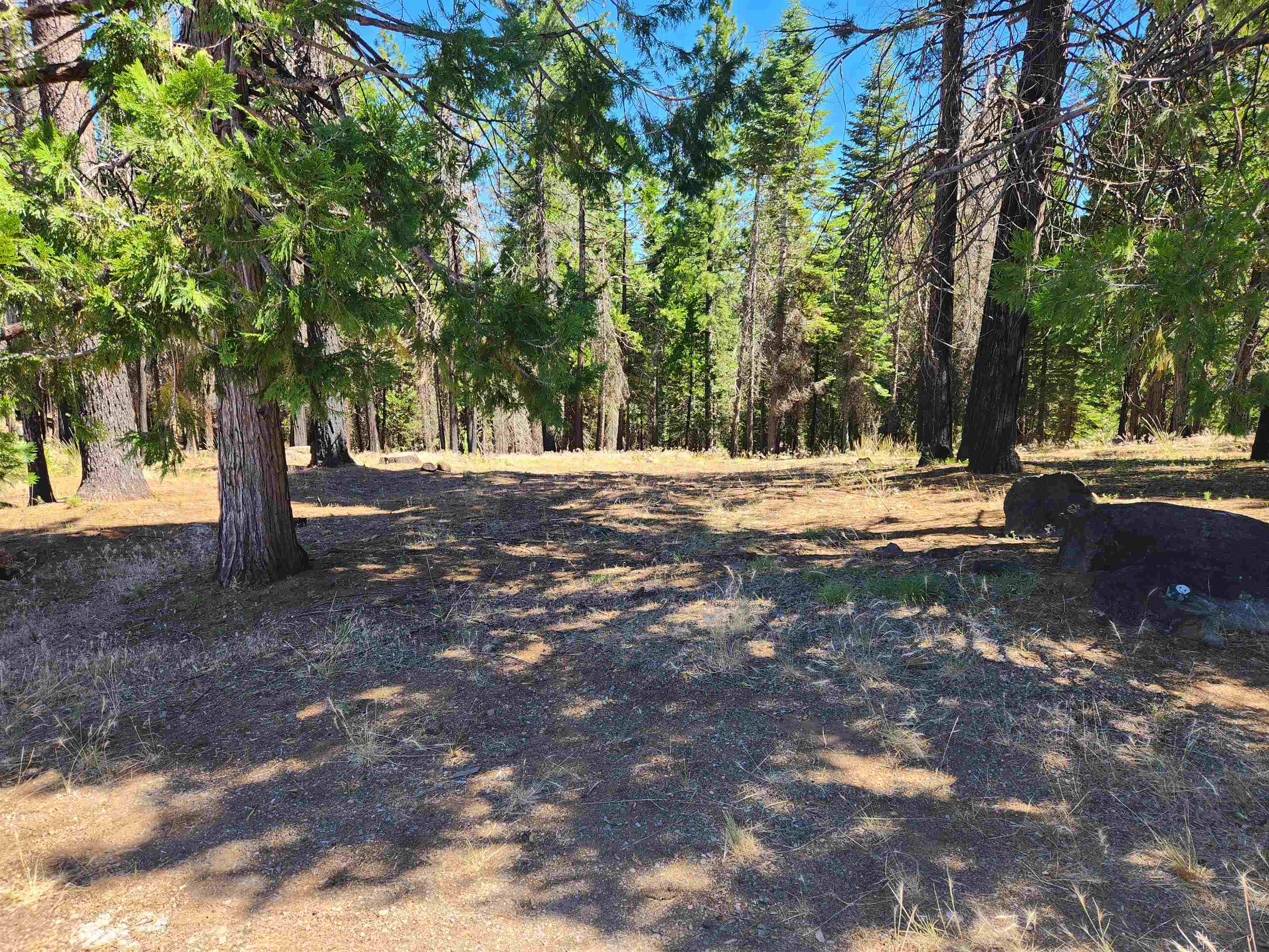 a view of dirt yard with a large tree