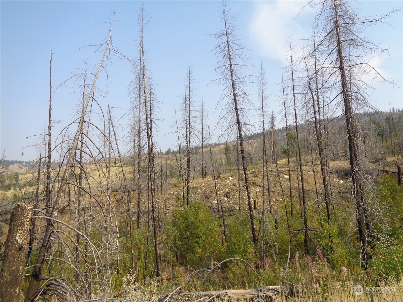 a view of a forest