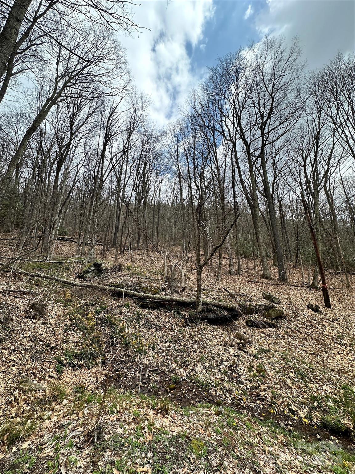 a view of a yard with a tree