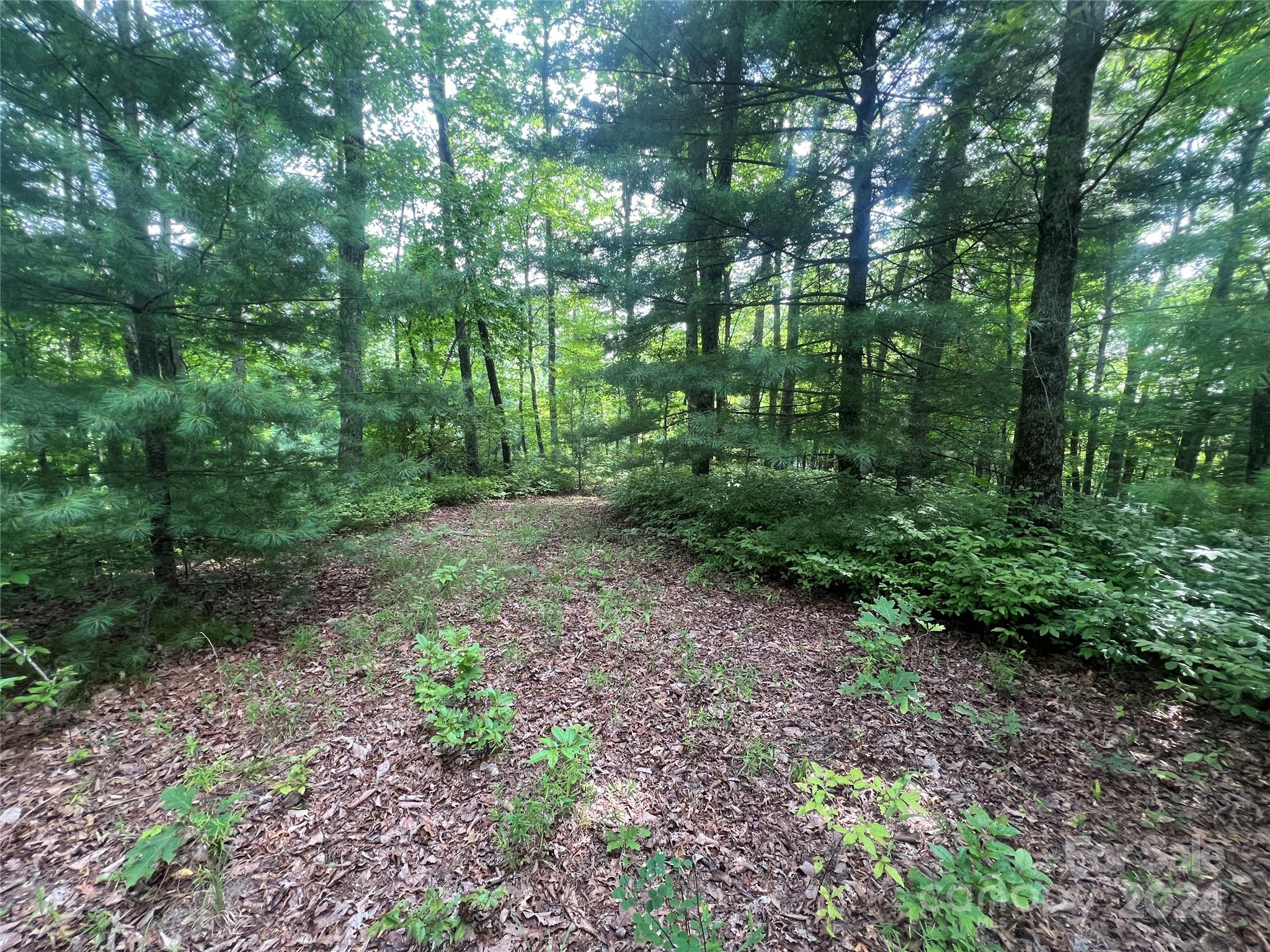 a view of a forest that has large trees