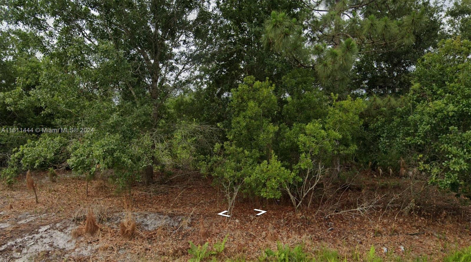 a view of a forest with trees in the background