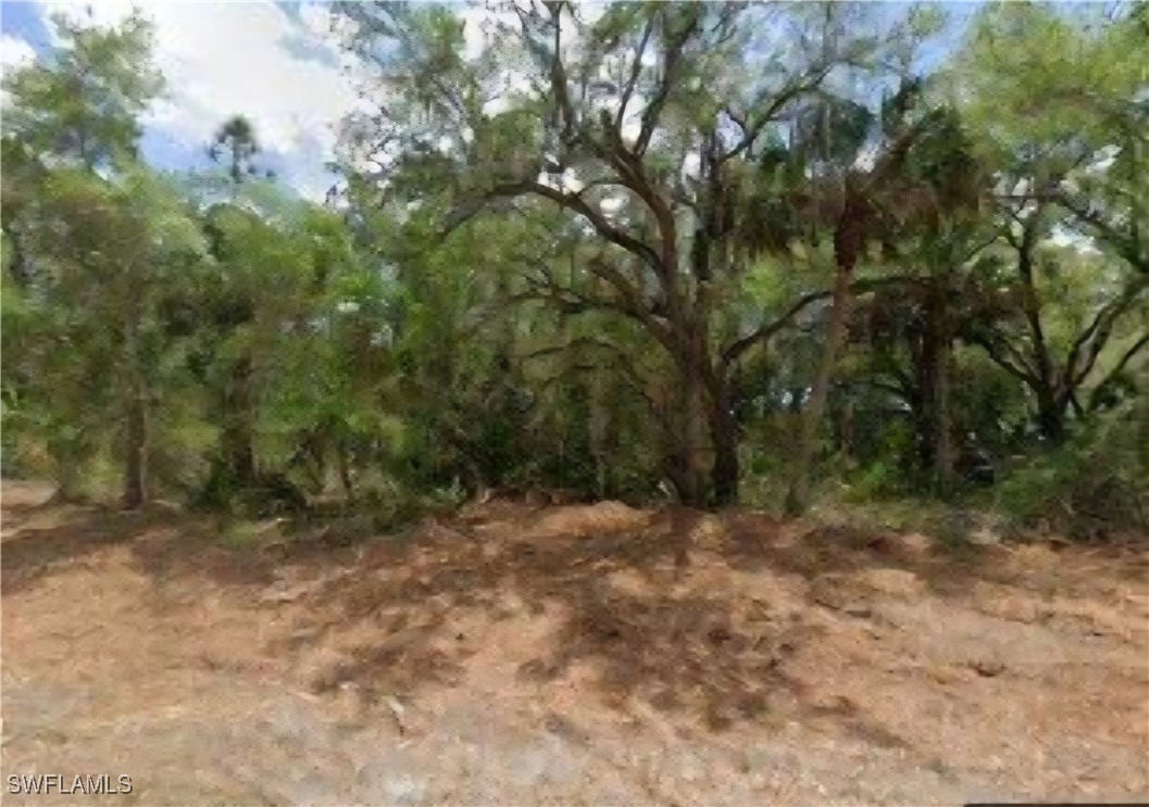 a view of a forest with trees in the background