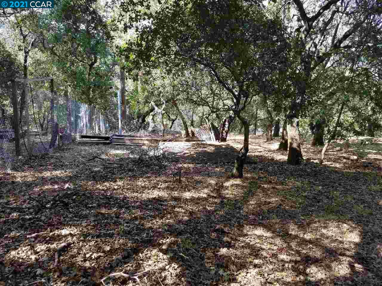 a view of a tree in the middle of a yard