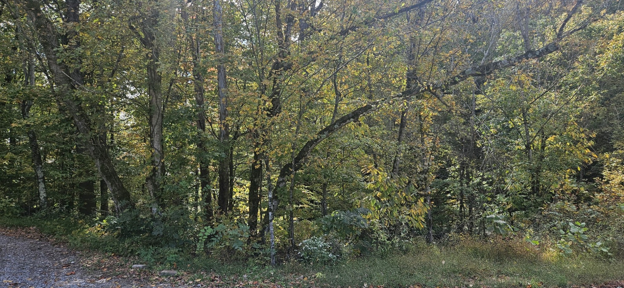 a view of a yard with a tree