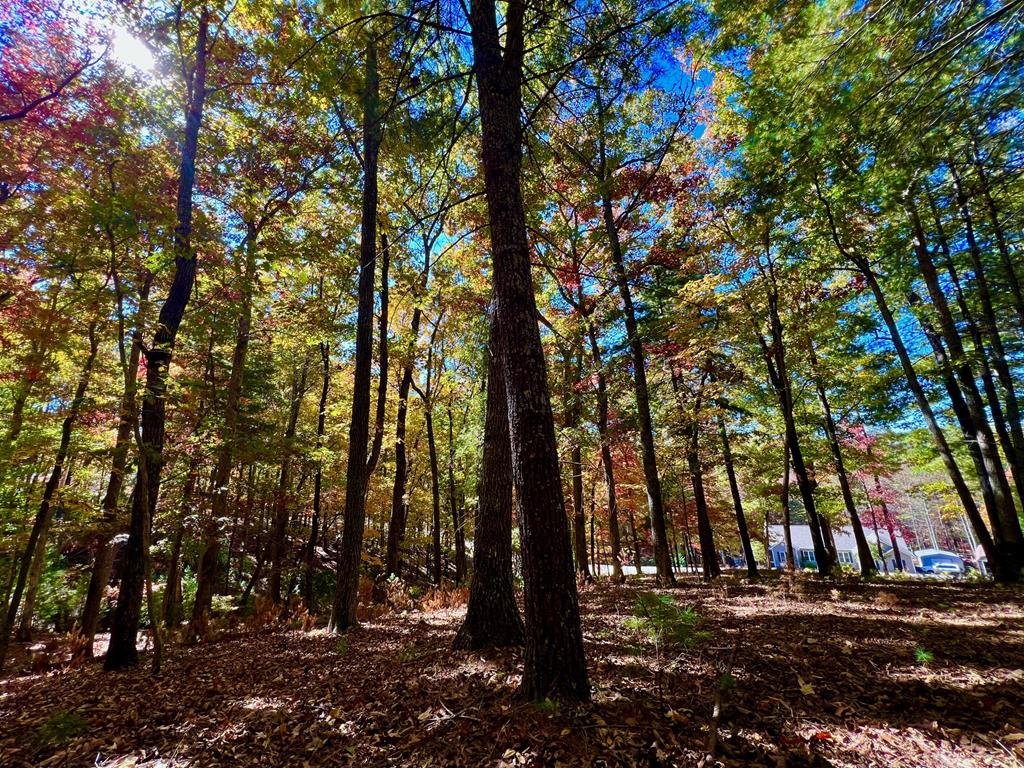 a view of outdoor space with lots of trees