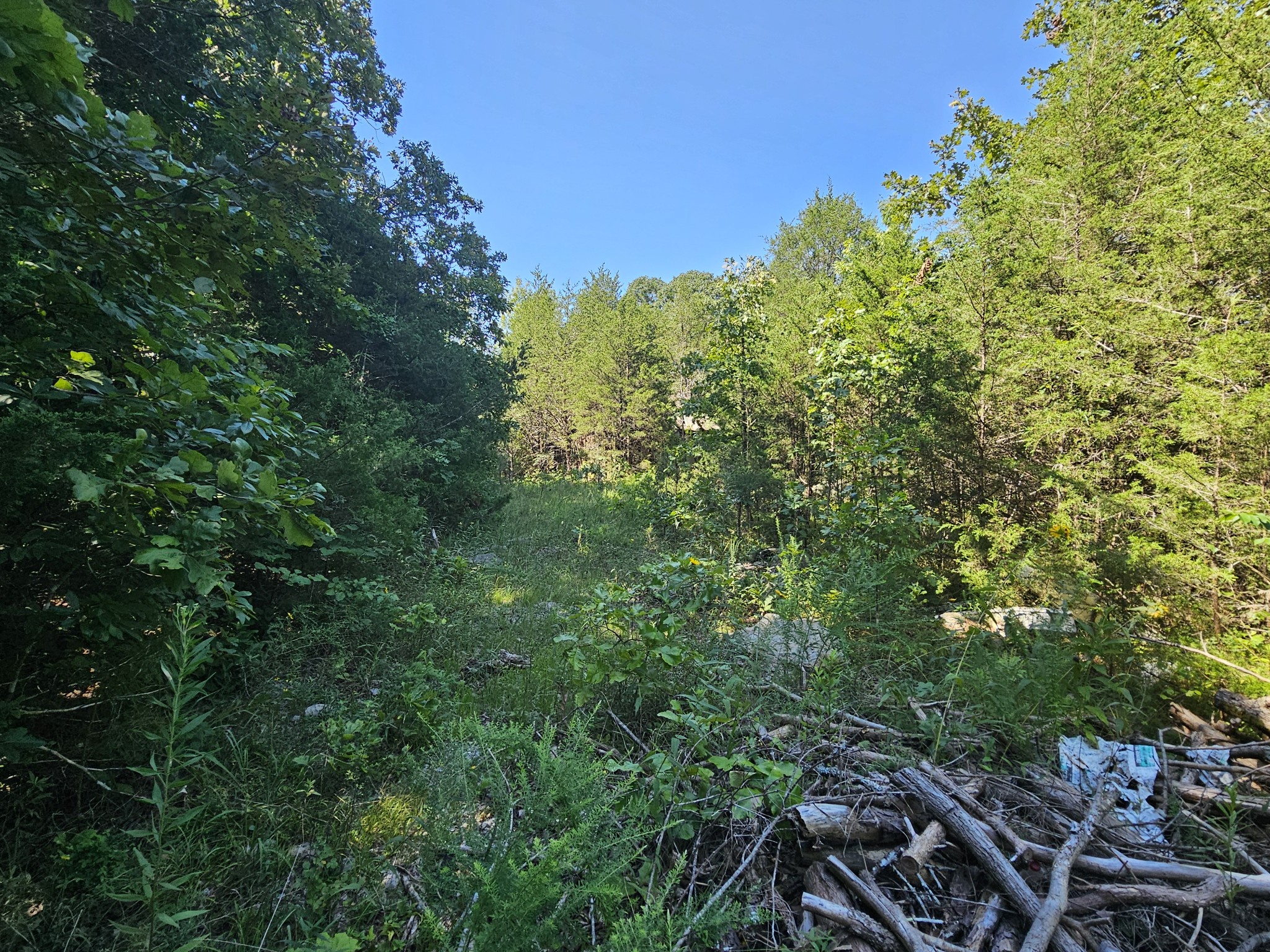 a view of a yard