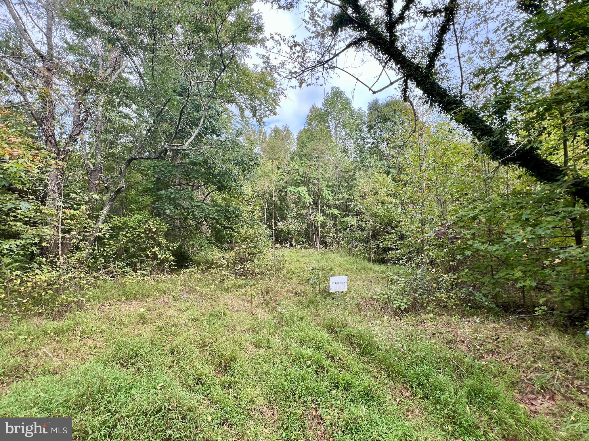 a view of a yard with a tree