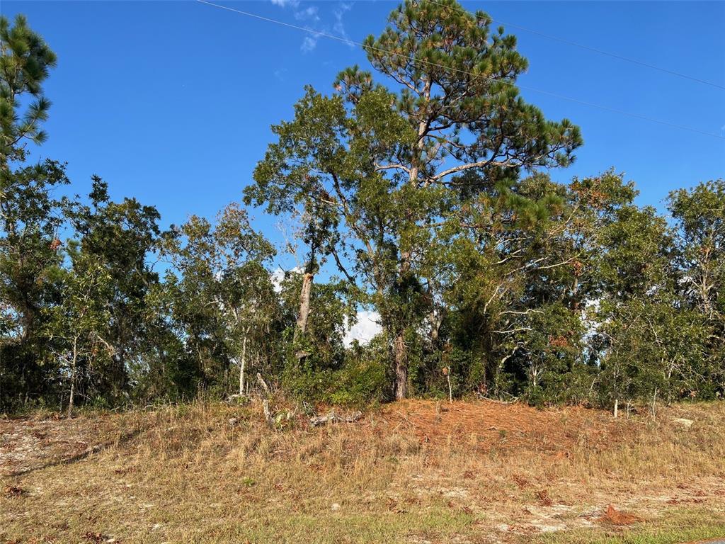 a view of a yard with a tree