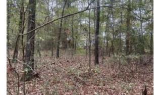 a view of a forest with large trees