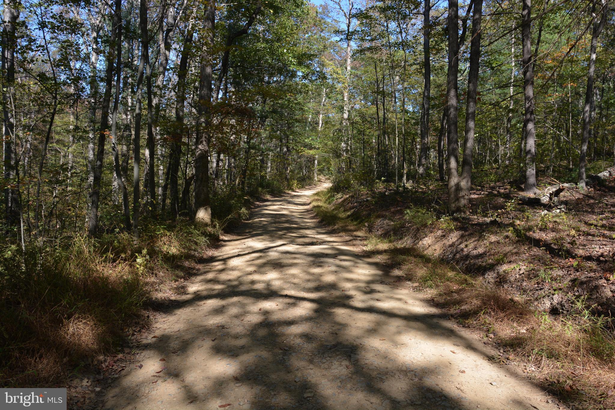 a view of a forest with trees