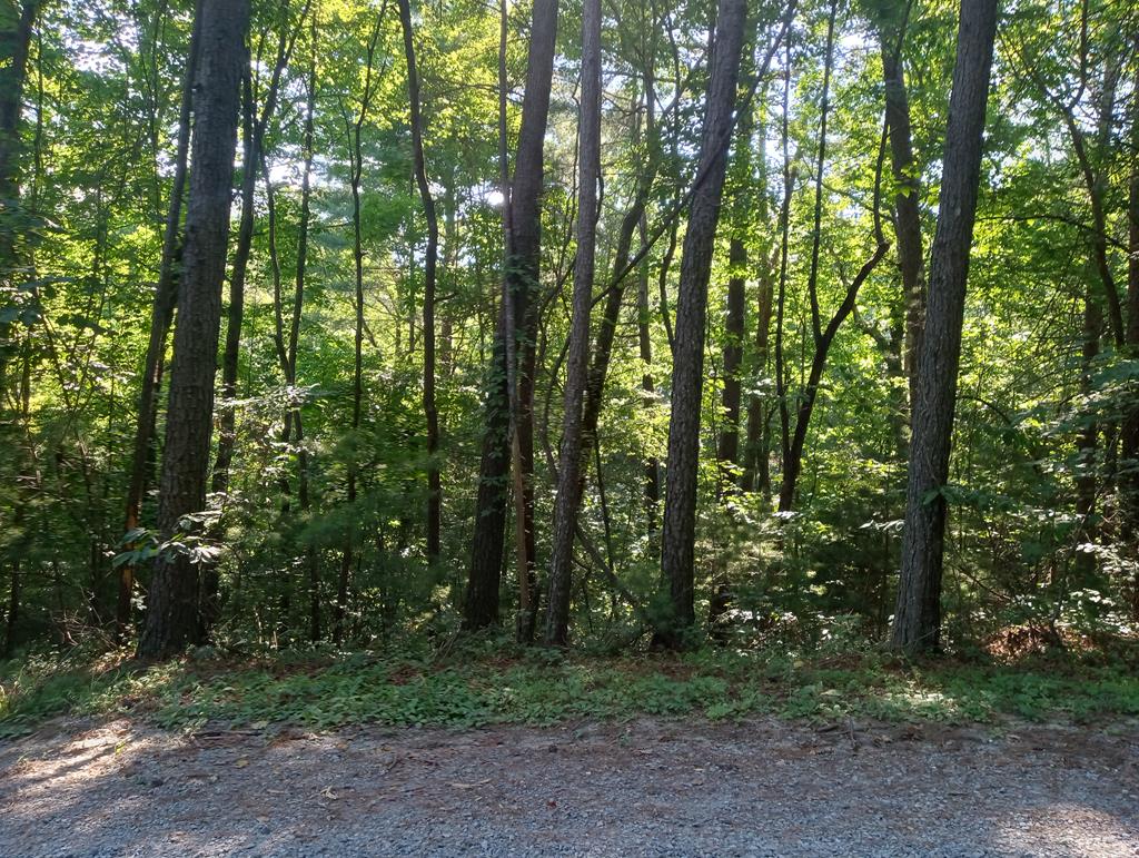 a view of outdoor space and trees