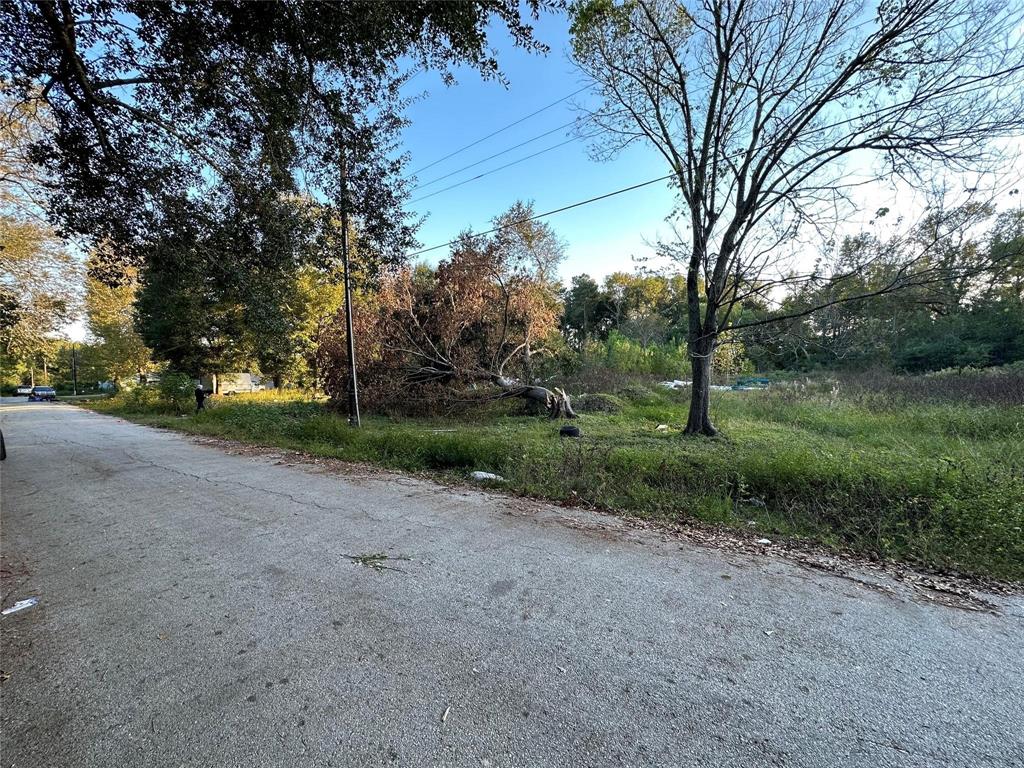 a view of a dirt road with large trees