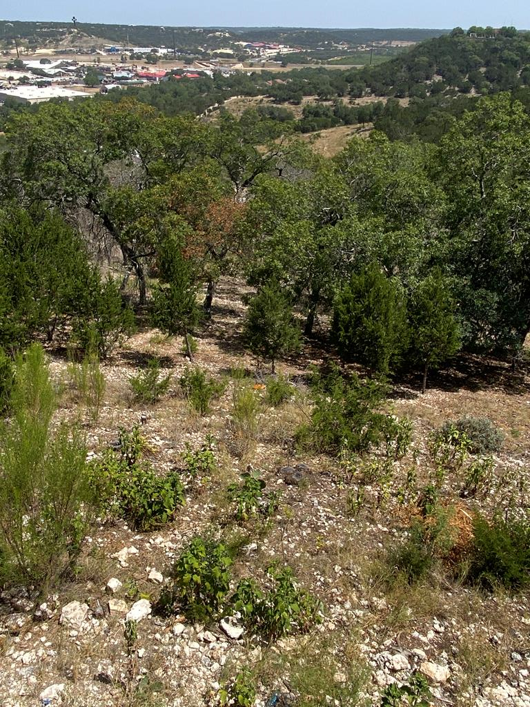 a view of a city with lush green forest