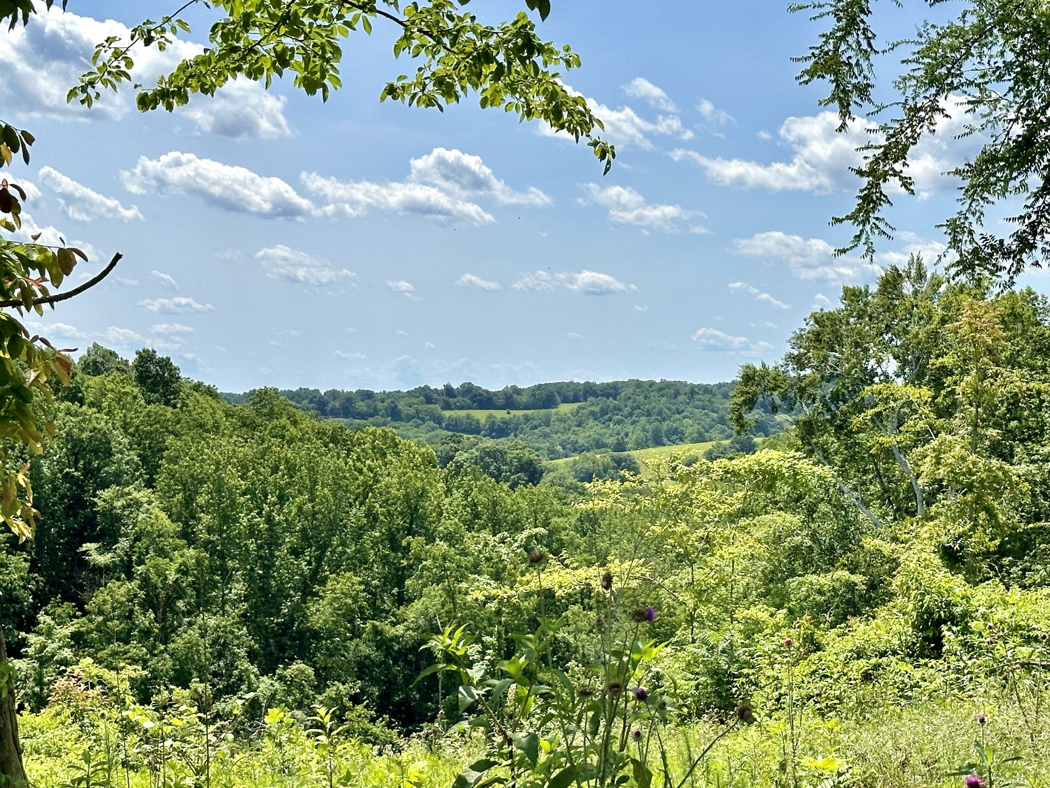 a view of a bunch of trees and bushes