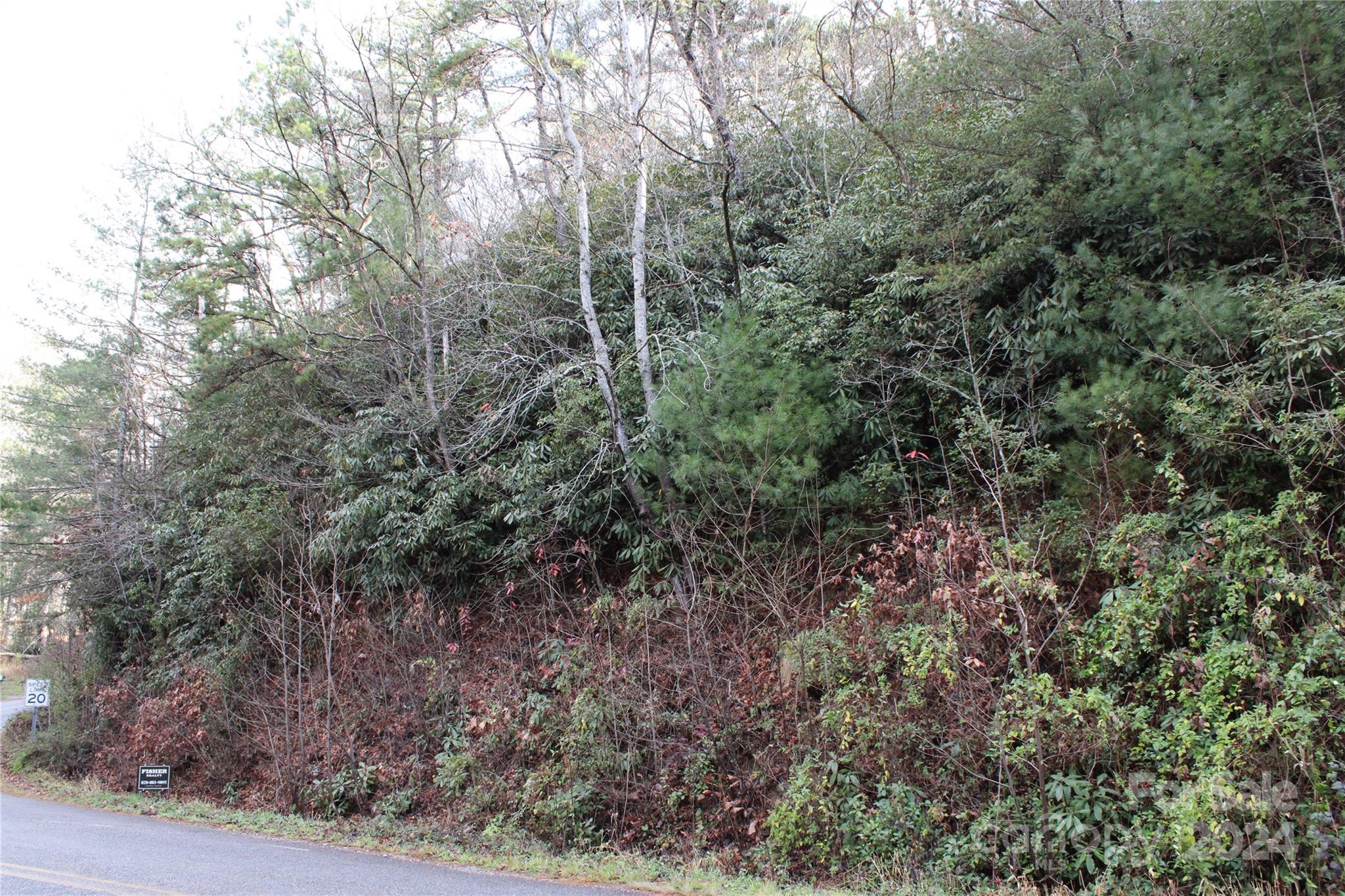 a view of a forest with trees in the background