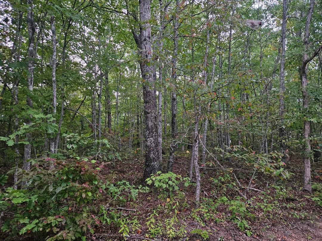 a view of a forest with trees in the background