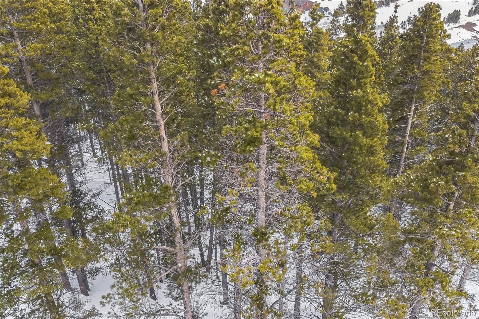 a view of a tree