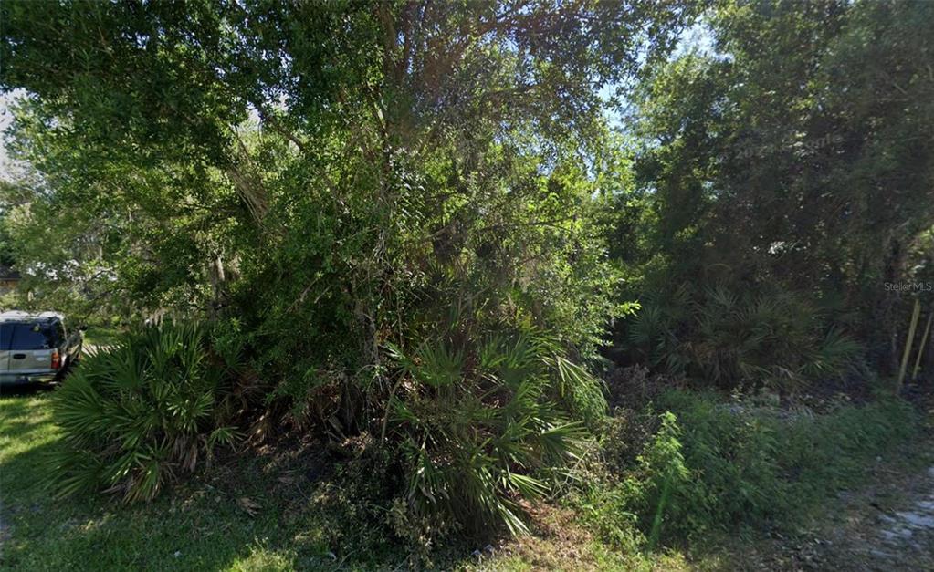 a view of a lush green forest