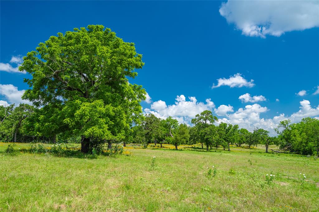 a view of a big yard with large trees and plants