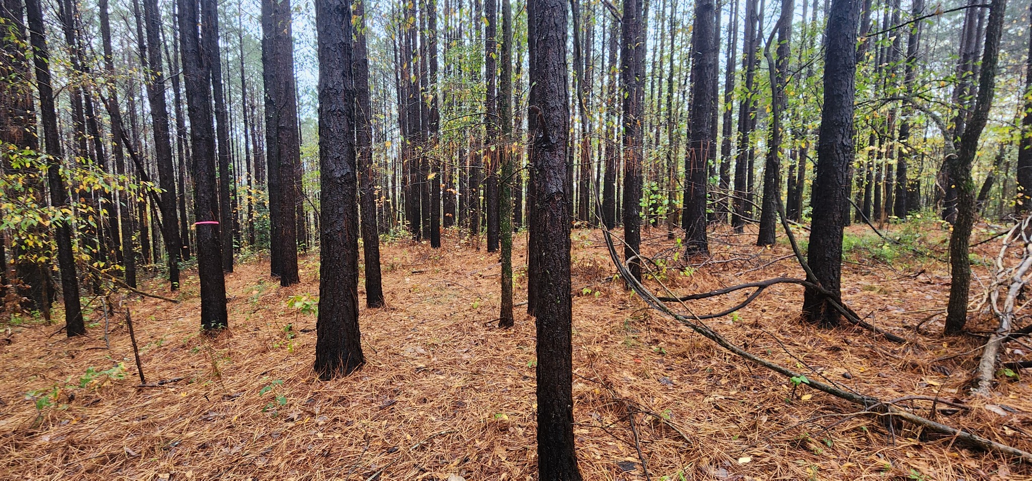 a view of a backyard of the house