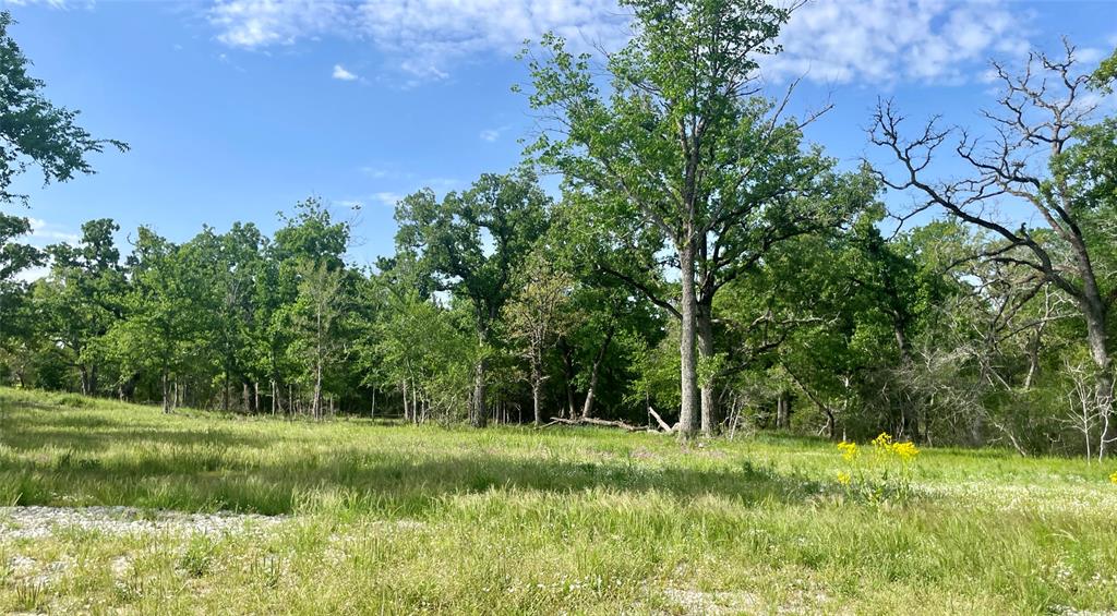 a view of a grassy field with trees in the background