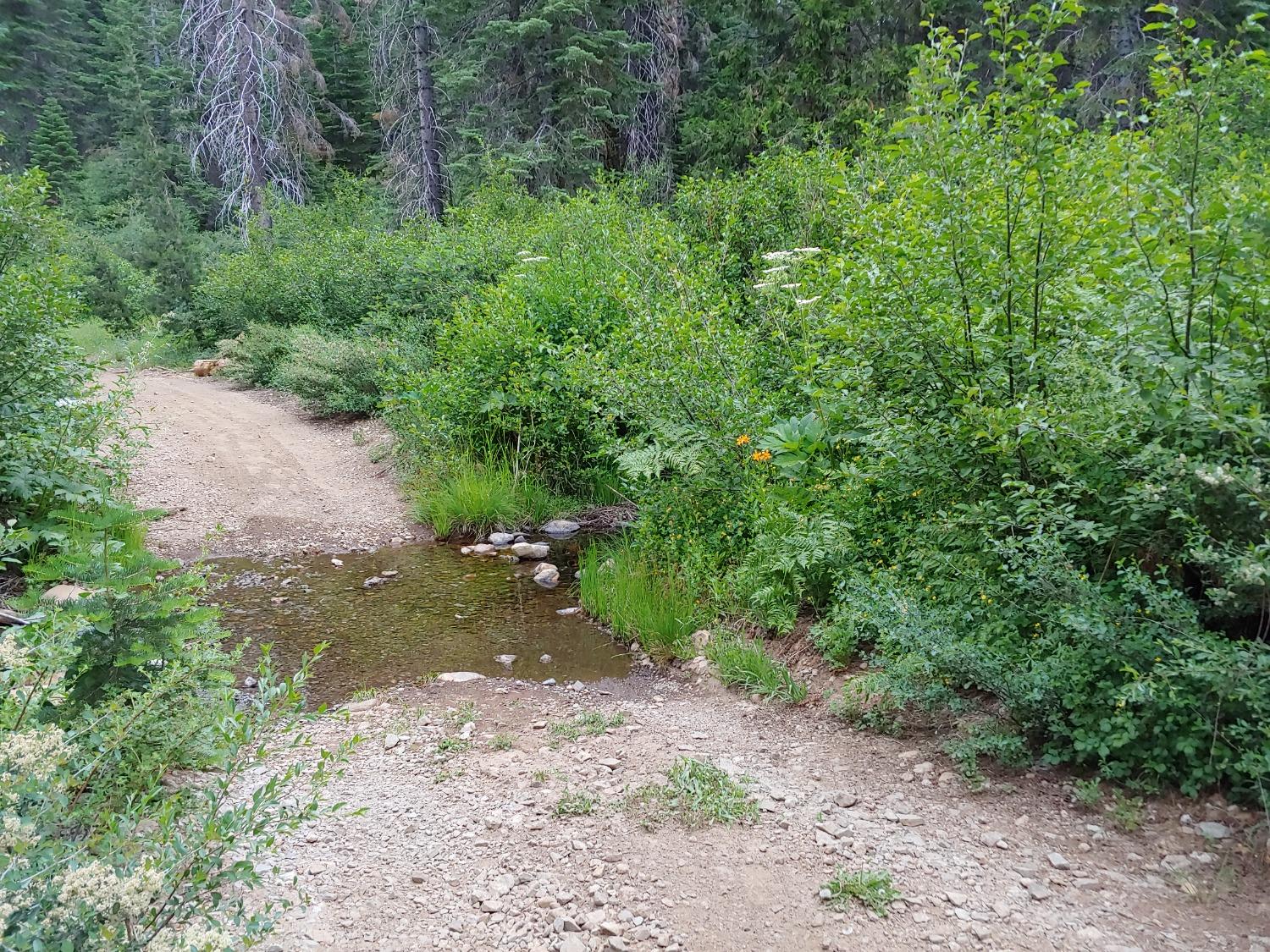 a view of a forest with lots of trees