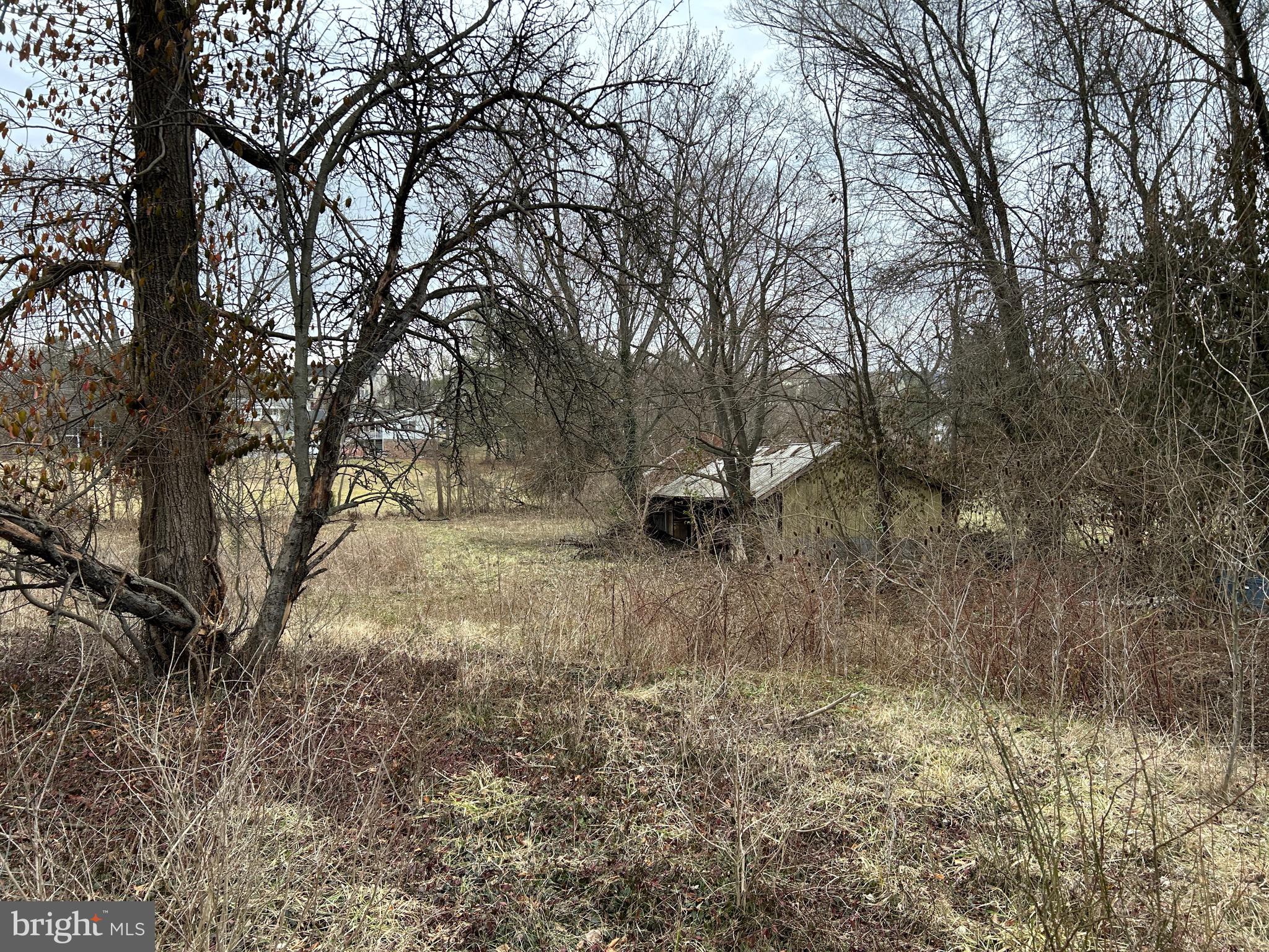 a view of a tree with a yard