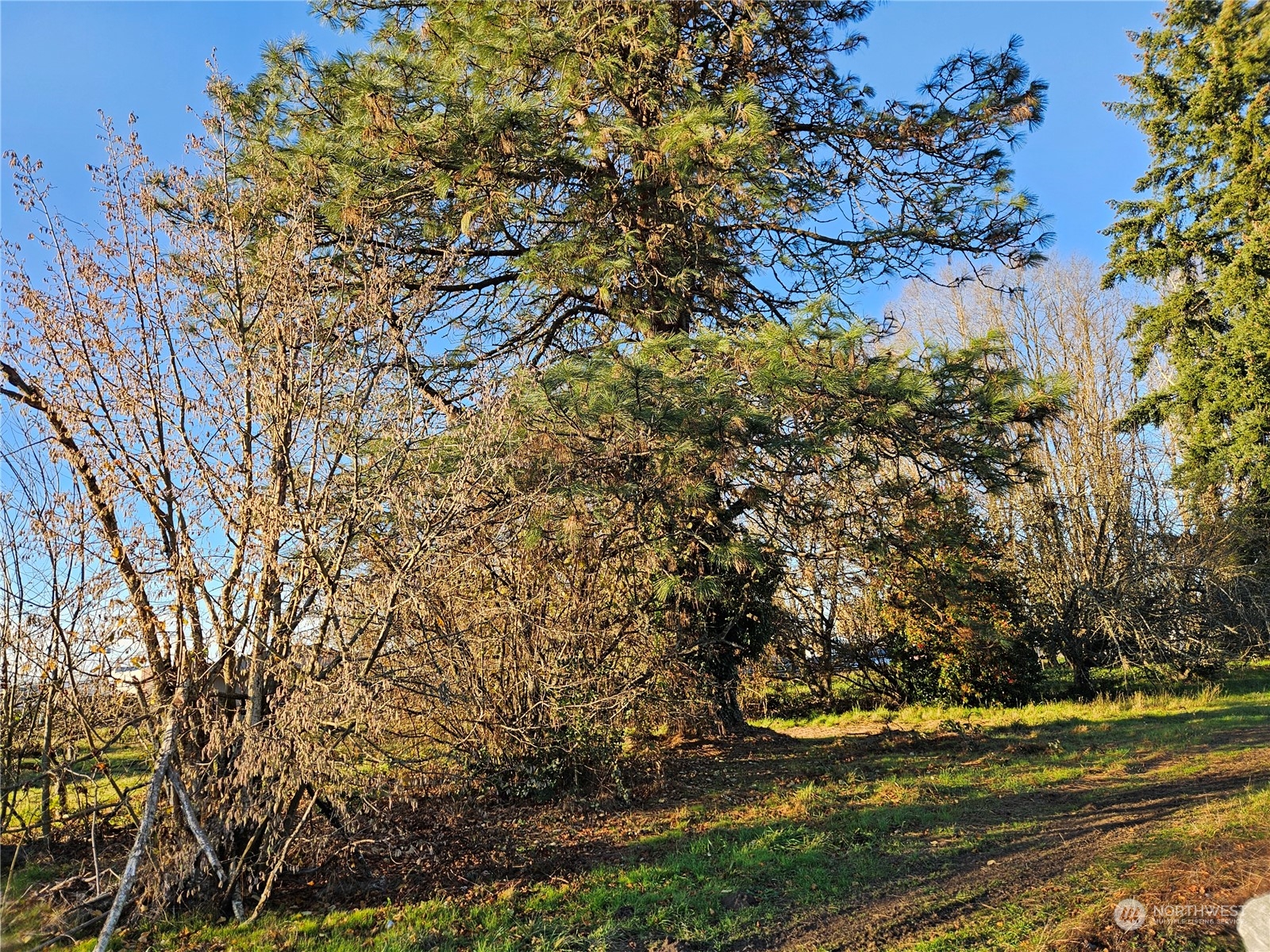 a view of outdoor space and yard