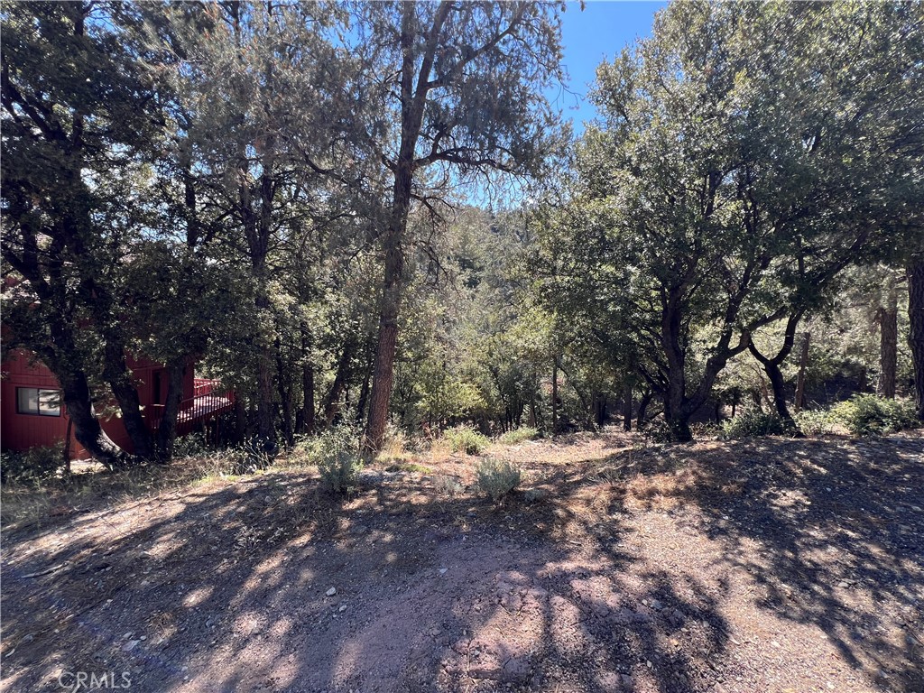 a view of a forest filled with trees