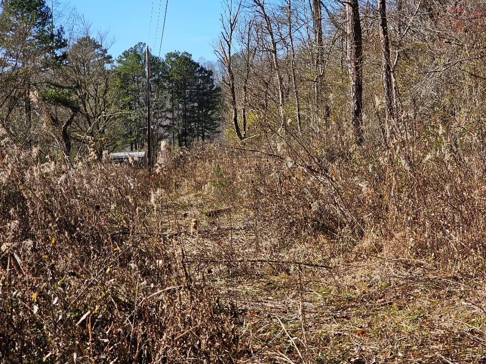 a view of a yard with a tree