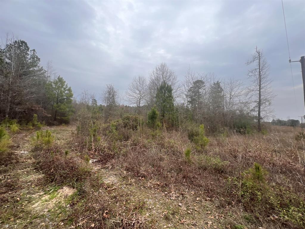 a view of a field of trees