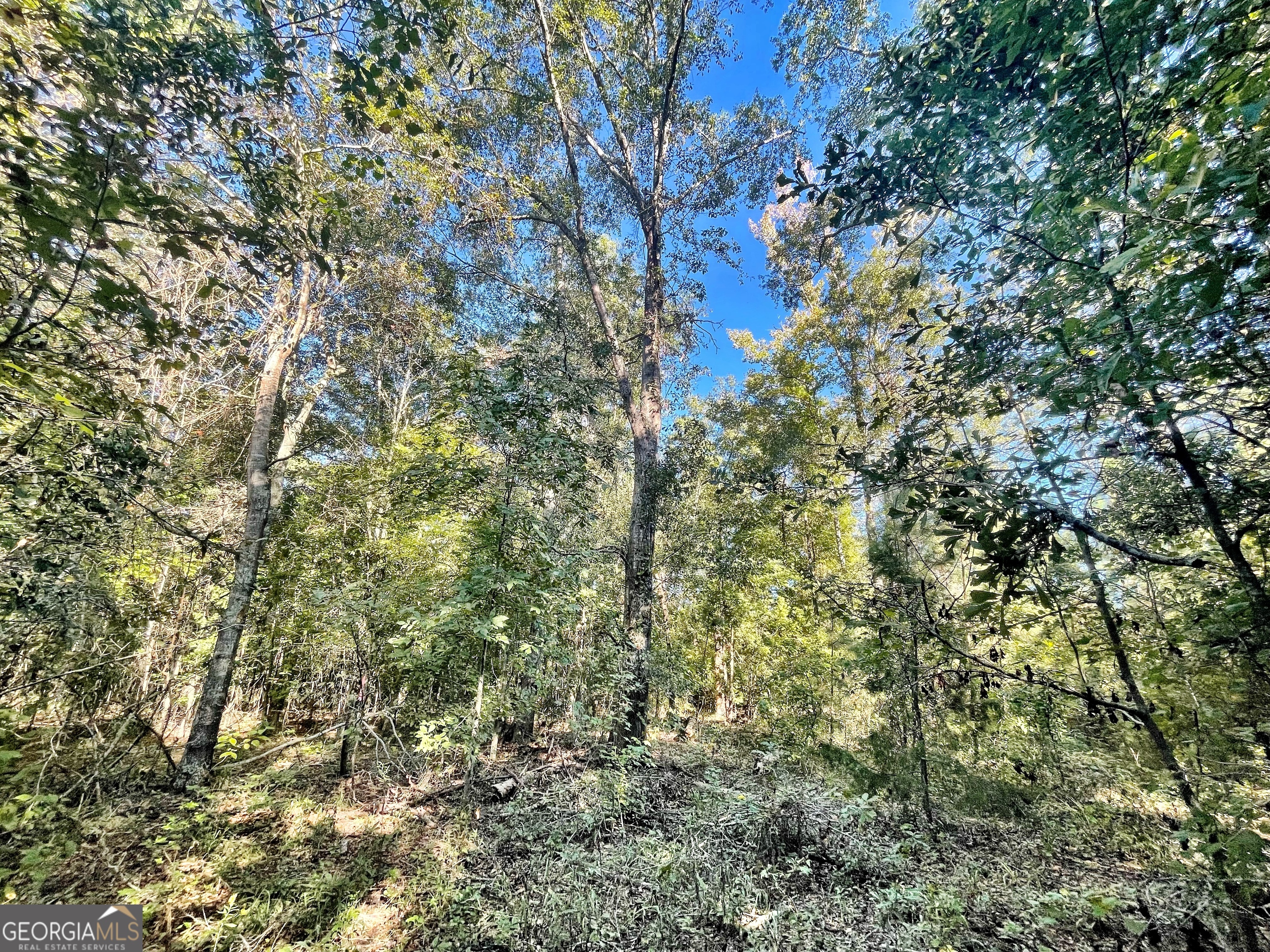 a view of a yard with a tree