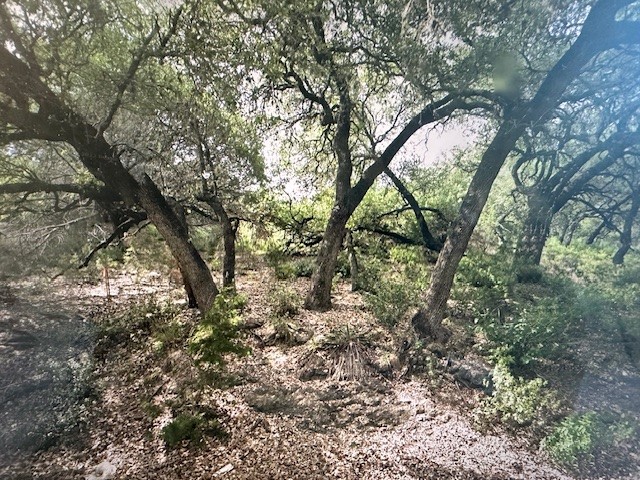 a view of forest