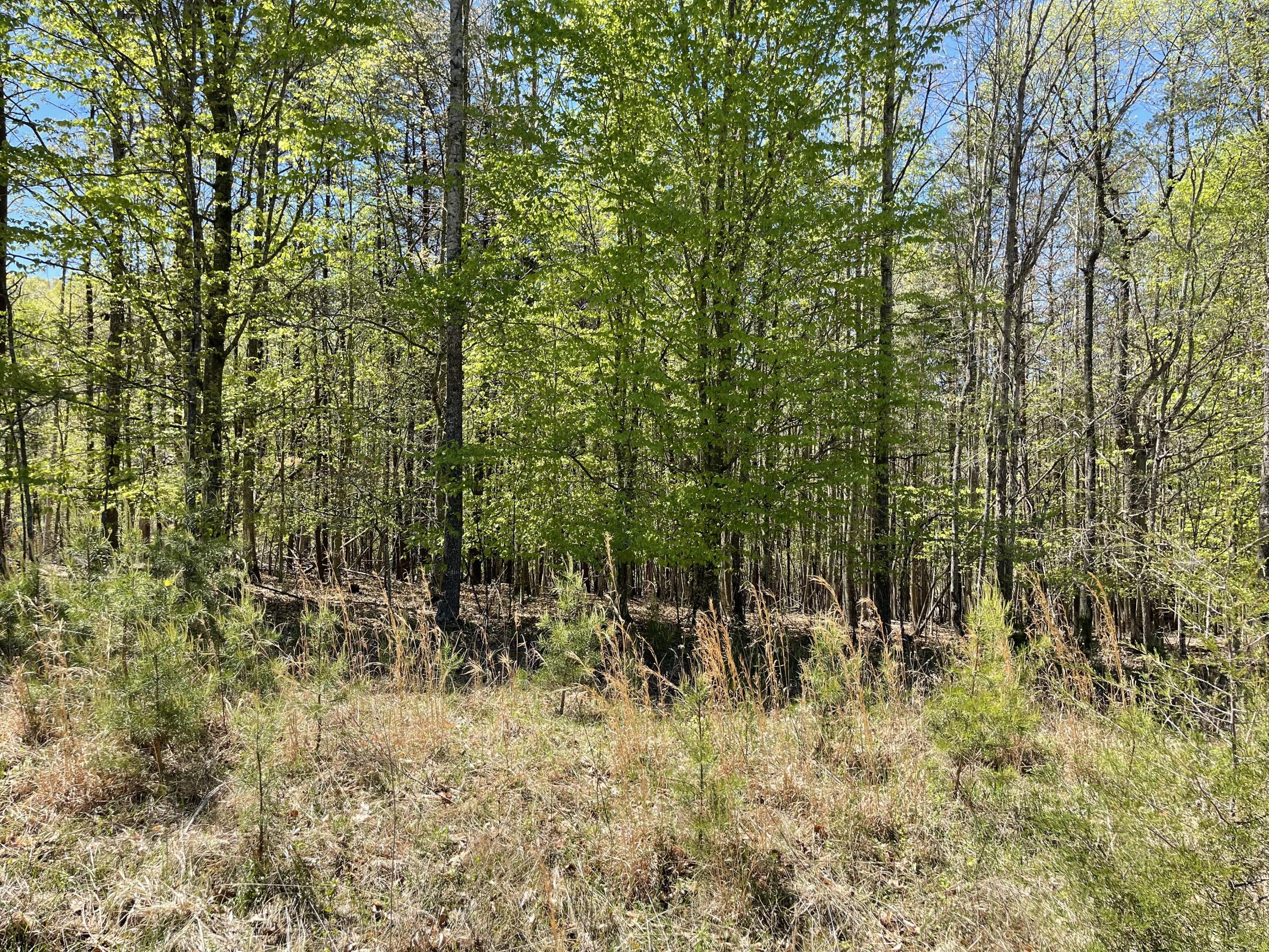 a view of outdoor space and trees